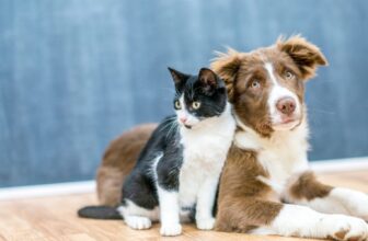 How Can I Find the Right Pet Insurance for My Furry Friend?
